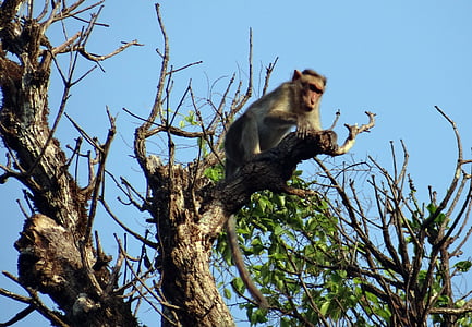 motorhuvens makak, Macaca radiata, Monkey, primater, djur, däggdjur, jogga falls