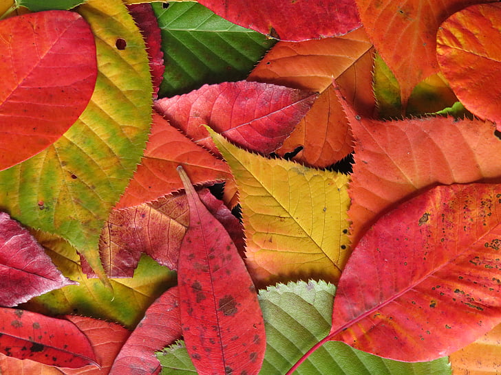 Syksyn lehdet, syksyn lehtiä, värikäs, Syksy, syksyllä, lehdet, värit