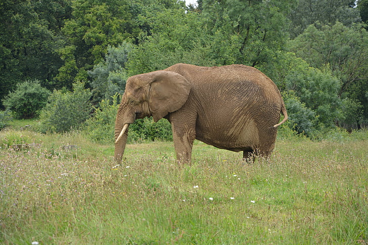 Elephant, Aasia, eläinten, Reserve, Safari, Zoo, Wild