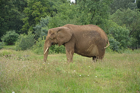 elephant, asia, animal, reserve, safari, zoo, wild