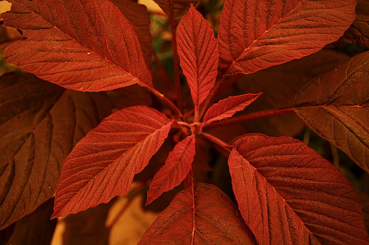 leaf, red, autumn, nature, season, backgrounds, plant