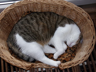 cat, animal, pet, cats, basket, lounge, nap
