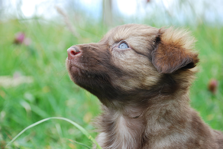 dog, puppy, pet