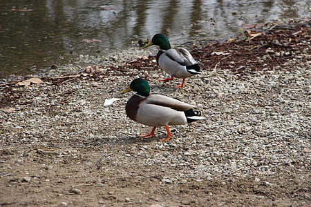 duck, river, water, nature, bird, male, stockente