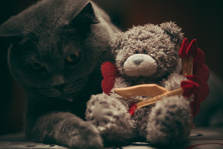 focus, photography, russian, blue, bear, plush, toy