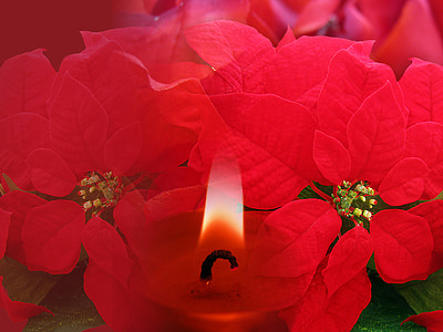 decoration, christmas, background, red, poinsettia, candle, nature