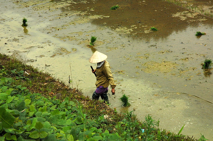 Vietnam, rizs mező, rizs, természet, mezőgazdaság, Ázsia, az emberek