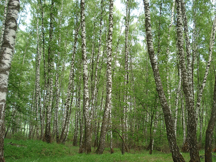 bosque, abedul, Rusia, verano, naturaleza, árboles, verde