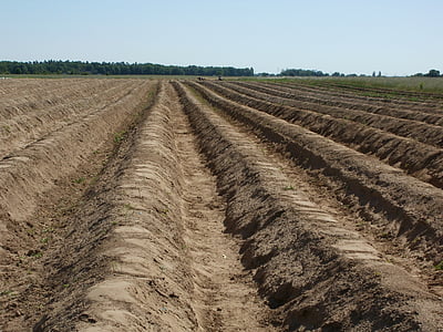 polja, šparoge, hrana, povrća, Poljoprivreda, organski, uzgoj