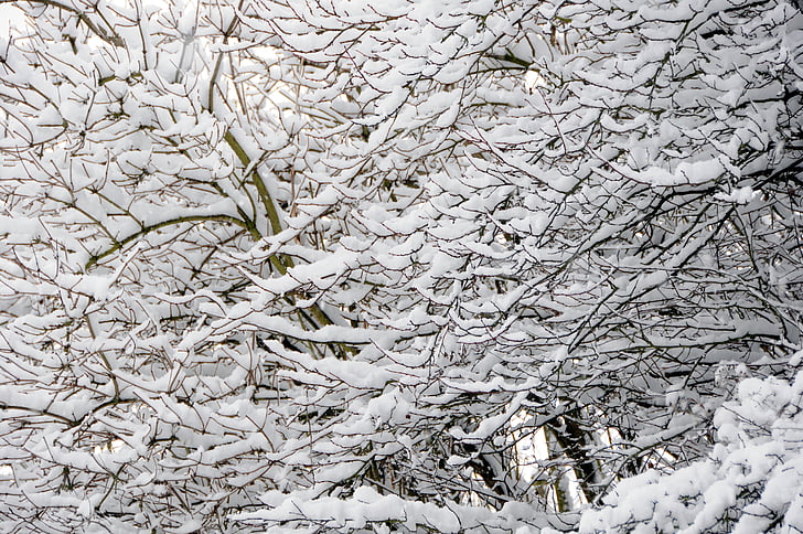 podružnica, sneg, veje, drevo, pozimi, hladno