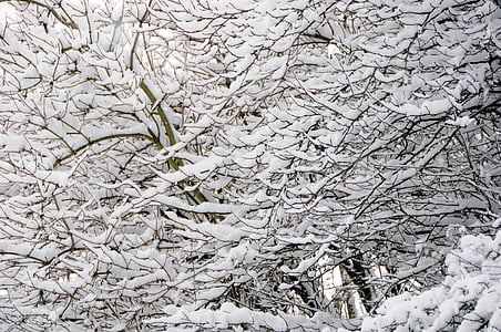 Direction générale de la, neige, branches, arbre, hiver, froide