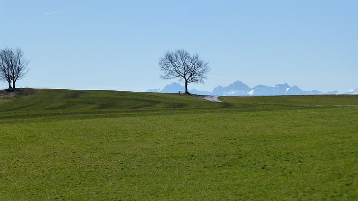 Allgäu, louka, slunce, pastviny, strom, jaro, Příroda