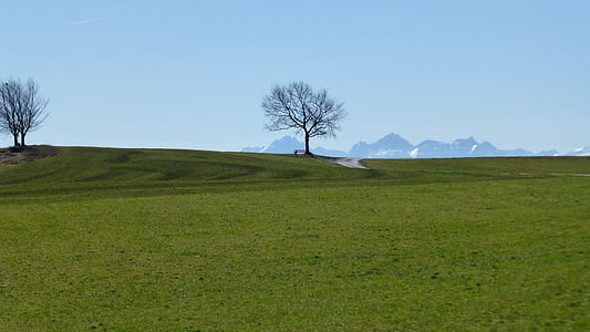 Allgäu, łąka, Słońce, pastwiska, drzewo, wiosna, Natura