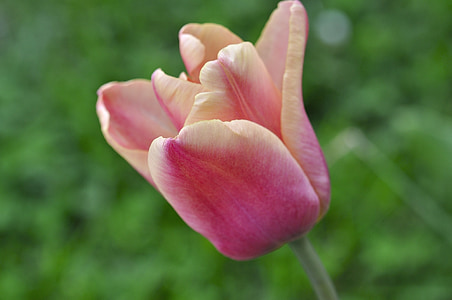 tulip, flower, pink, schnittblume, spring flower, garden, spring
