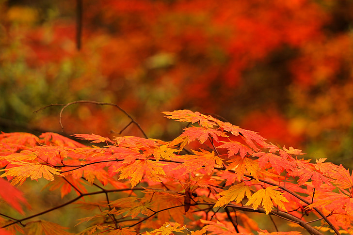 Red maple leaf, hösten, höstlöv, trä, Bladen, lämnar, Leaf