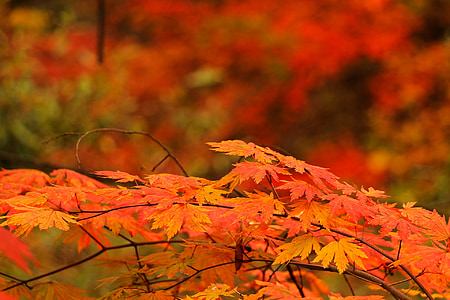 Crveni javorov list, jesen, jesenje lišće, drvo, Listovi, lišće, list