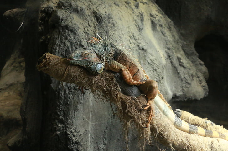 reptiles, iguana, zoo