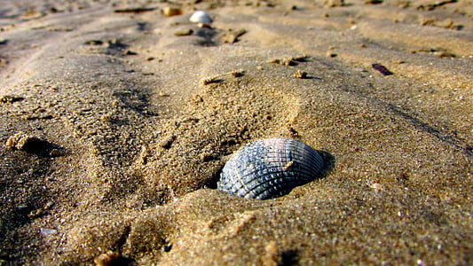 kagyló a strandon, homok, Beach, tenger, nyári, kagyló, Shell