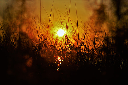 posta de sol, herba, l'estiu, natura, sol, paisatge, cel