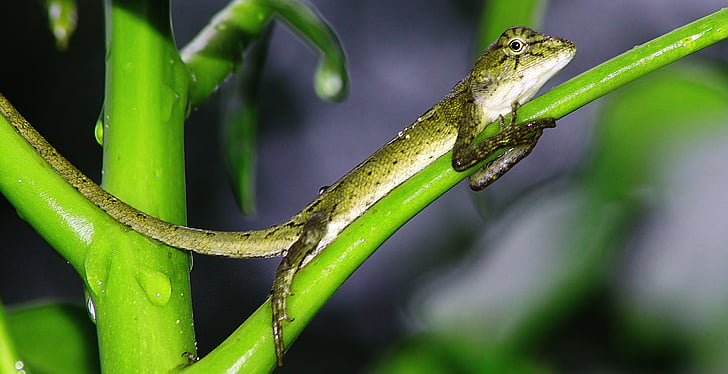 reptil, Gecko, Italien, ryggradsdjur, Cypern, svans, Crawl