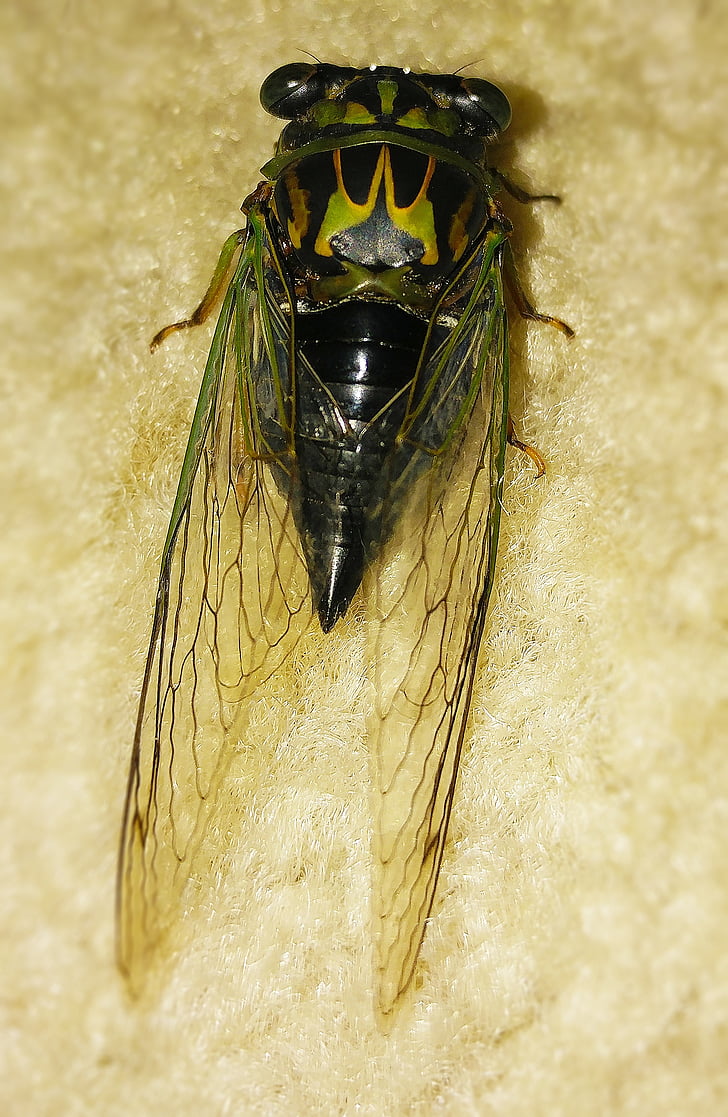 Cicada, ngày chó cicada, Dog day, tibicen canicularis, dogday, harvestfly, cicada hàng năm