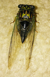cicade, hond-dag cicade, dag van de hond, oorspronkelijk canicularis, dogday, harvestfly, jaarlijkse cicade