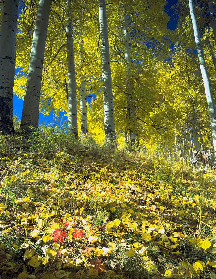 Outono, Colorado, Outono, árvores, Álamos, vermelho, amarelo