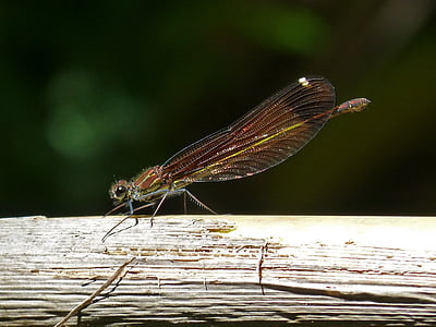 libélula, libélula negra, Calopteryx haemorrhoidalis, insecto con alas, humedal, caña de