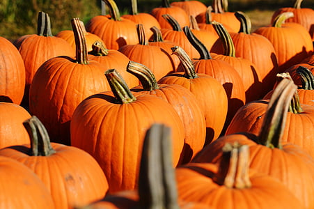 Dynia, jesień, Październik, Halloween, pomarańczowy, Dynia, dynie