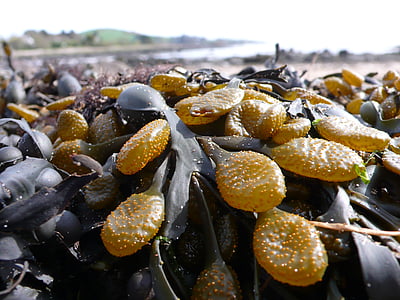 kelp, algas marinas, mar, Playa, Costa, naturaleza, Close-up