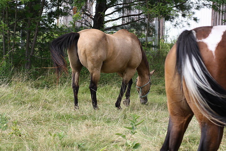 chevaux, Meadow, Couleur, herbe