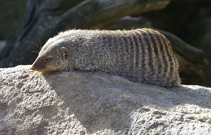 mongoose, banded mongoose, africa, possierlich, sleep, stone, rest