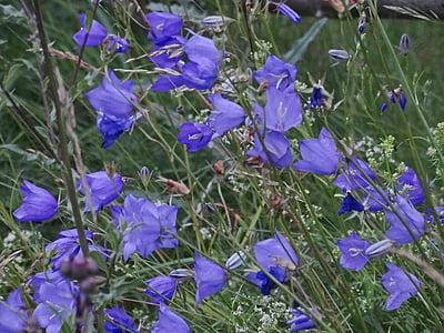 Blue bells, kwiaty, niebieski, Latem, letnie kwiaty