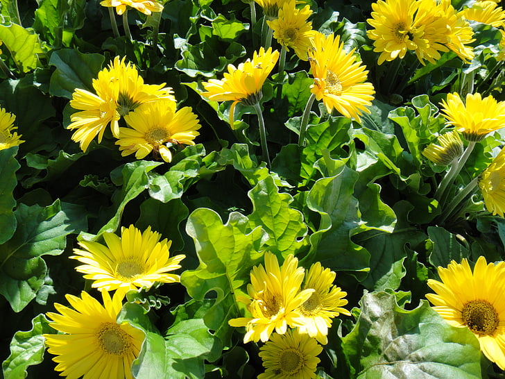 Gerbera, Daisy, kukat, Luonto, keltainen, kasvi, kukka