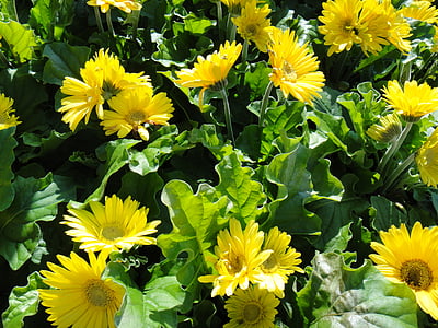 Gerbera, Daisy, fleurs, nature, jaune, plante, fleur