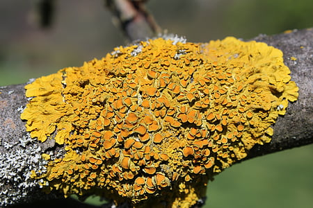lichen, background, macro, nature, autumn, yellow