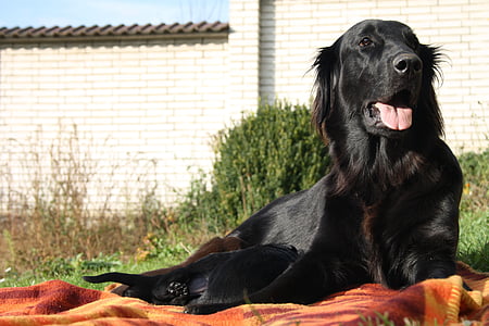 Hund, Hündin, schwarzer Mantel, Labrador, Hybrid