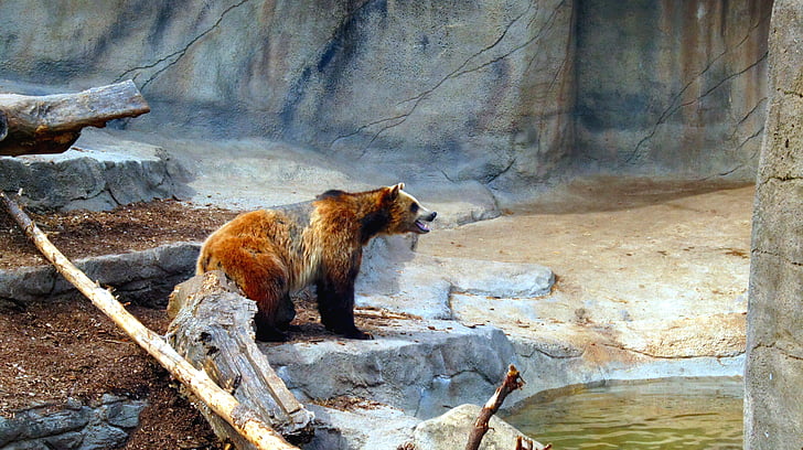 grizzly, medveď, zviera, voľne žijúcich živočíchov, cicavec, Predator, mäsožravec
