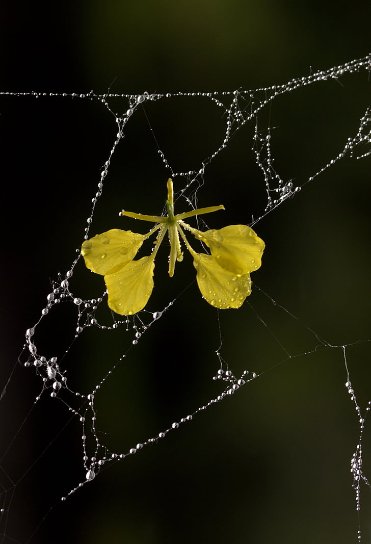 spider web, petals, yellow, dew, drops, flower, garden