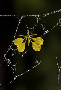 jaring laba-laba, kelopak bunga, kuning, embun, tetes, bunga, Taman