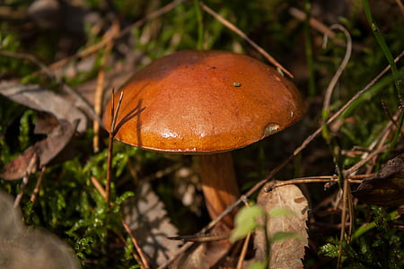 mushrooms, forest, autumn, bronze, litter, dogs