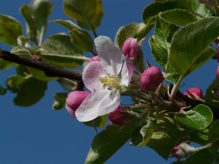 Apple blossom, Omenapuu, Blossom, Bloom, vaaleanpunainen, puu, haara