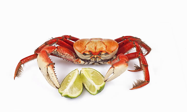 siri, crab, lemon, animal, white, white background, cut out
