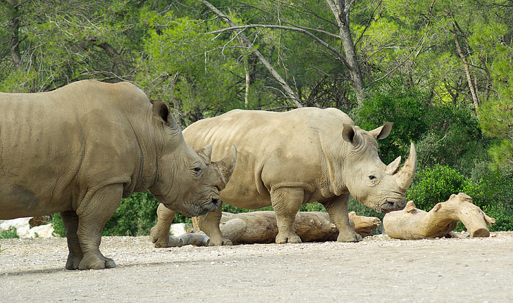 rhinocéros, Zoo, l’Afrique, défenses