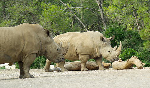 Rinoceronte, jardim zoológico, África, defesas