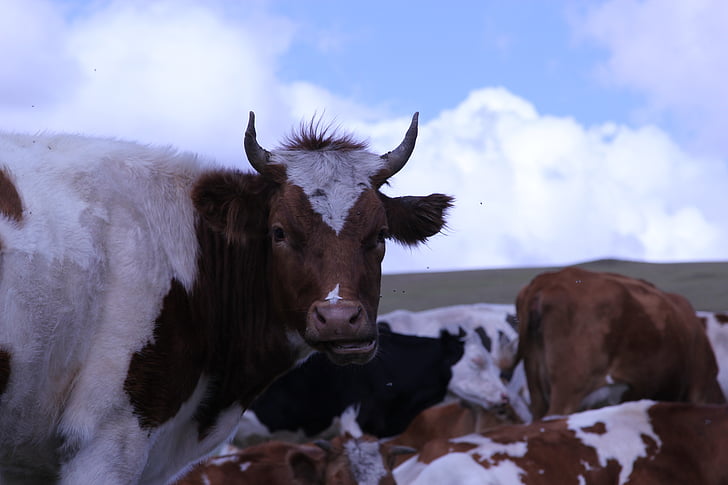 krave molznice, Notranja Mongolija, Prairie, rumena govedo