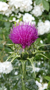 nature, thistle, mary thistle, violet, blossom, bloom, plant