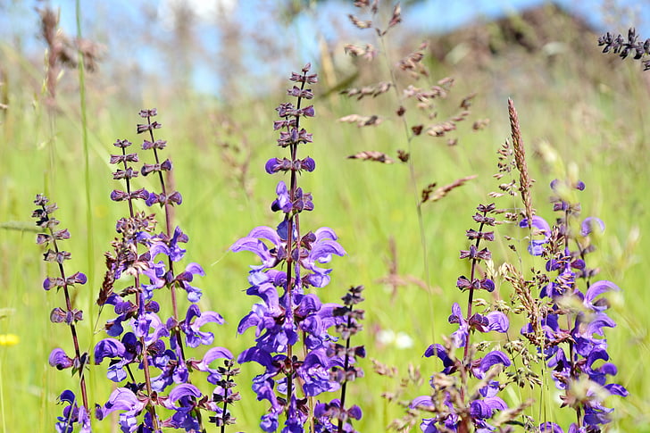 wild sage, sage, color, purple, plant, spring, pointed flower