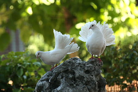 鸽子 culipava, 鸟类, 绿色, 鸟, 动物主题, 白色的颜色, 在野外的动物