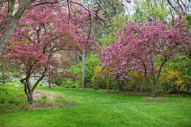 Primavera, flores cor de rosa, árvore-de-rosa, natureza, flores, florescendo, flores